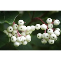 Gray Dogood Seedlings for Planting (Cornus racemosa) - Attractive Bush (3 Seedlings)