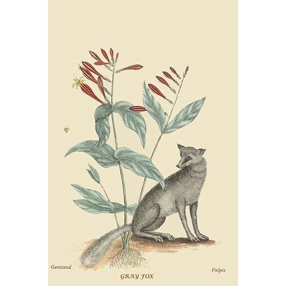 Gray Fox-Fine Art Canvas Print (20" x 30")