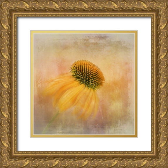 Gray, Gaille 26x26 Gold Ornate Wood Framed with Double Matting Museum Art Print Titled - Echinacea In Yellow