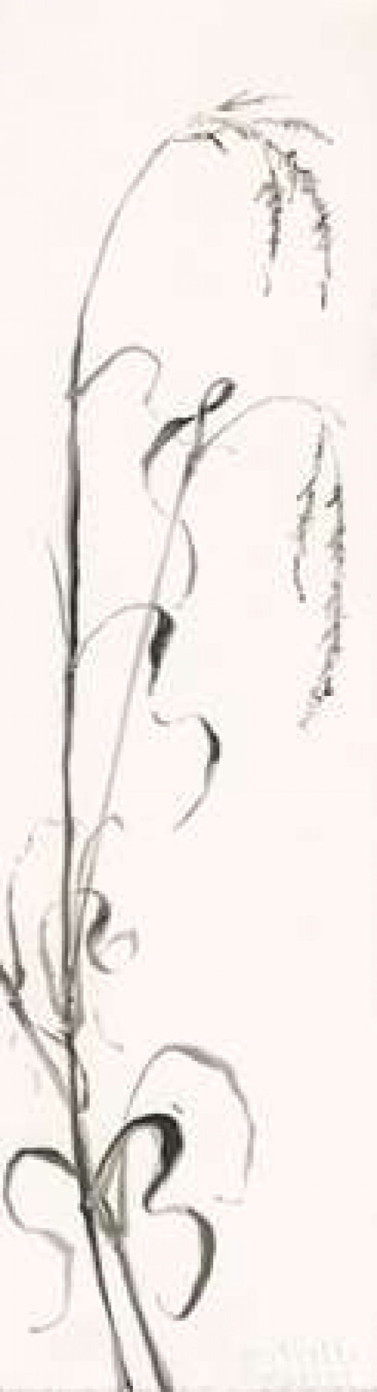 Gray Grasses III Canvas Art - Chris Paschke (8 x 24)