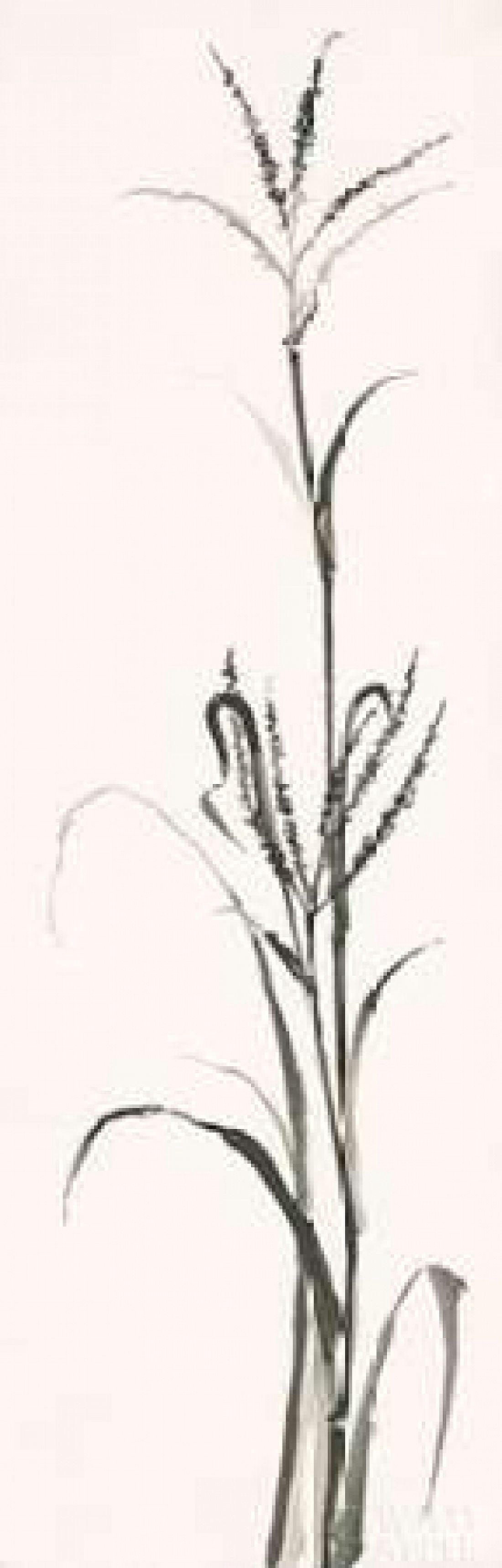 Gray Grasses Iv Can