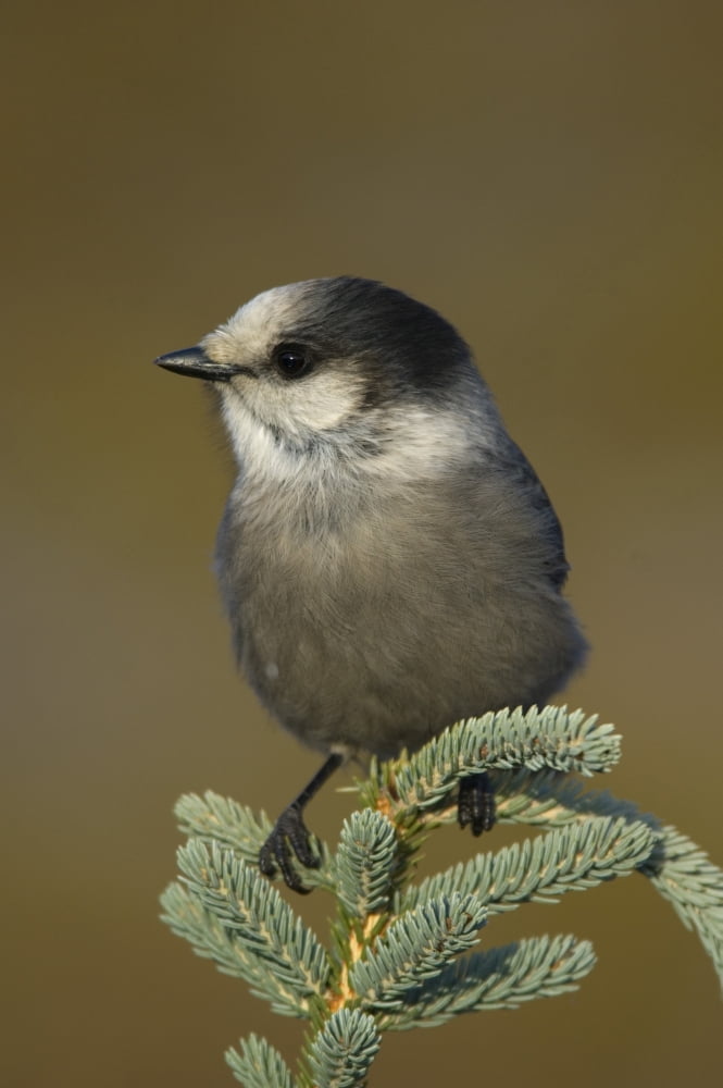 Gray Jay (Perisoreus Canadensis) Canvas Art - Rebecca Grambo Design Pics (11 x 17)
