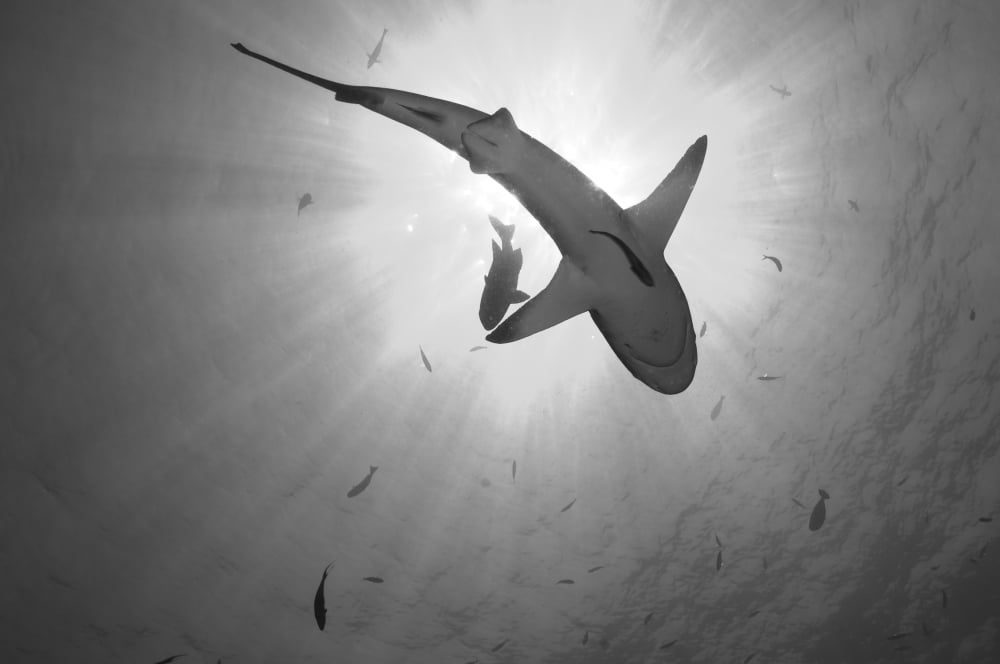 Gray Reef Shark Kimbe Bay Papua New Guinea Canvas Art - Steve JonesStocktrek Images (18 x 12)