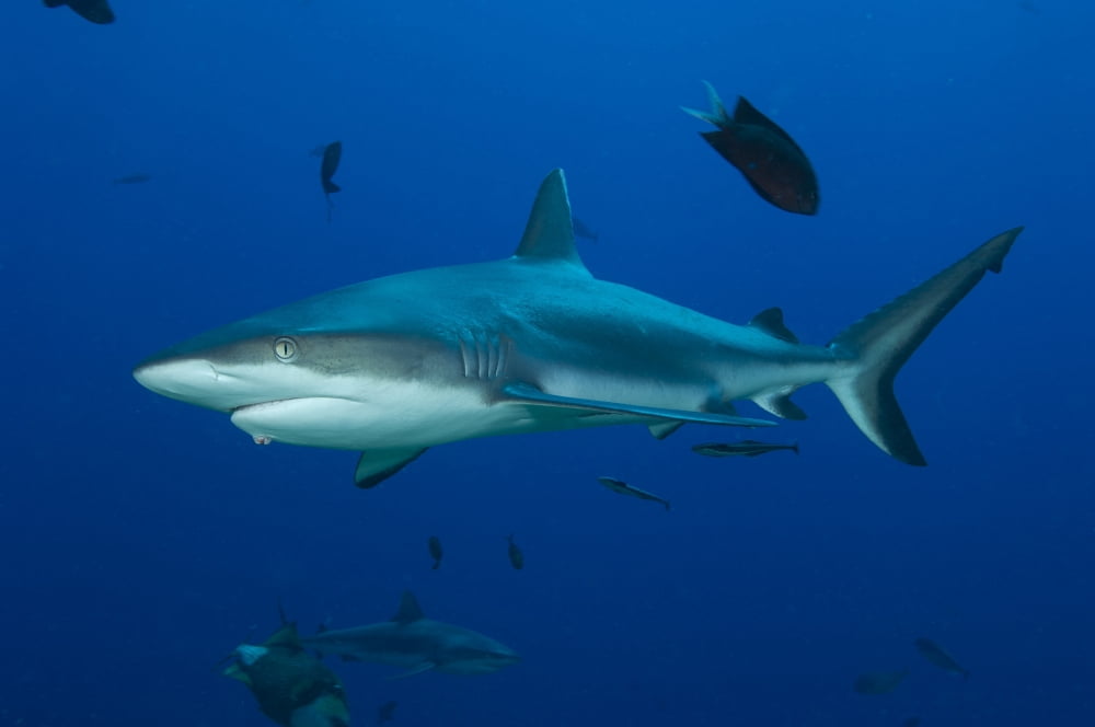 Gray Reef Shark Kimbe Bay Papua New Guinea Canvas Art - Steve JonesStocktrek Images (18 x 12)