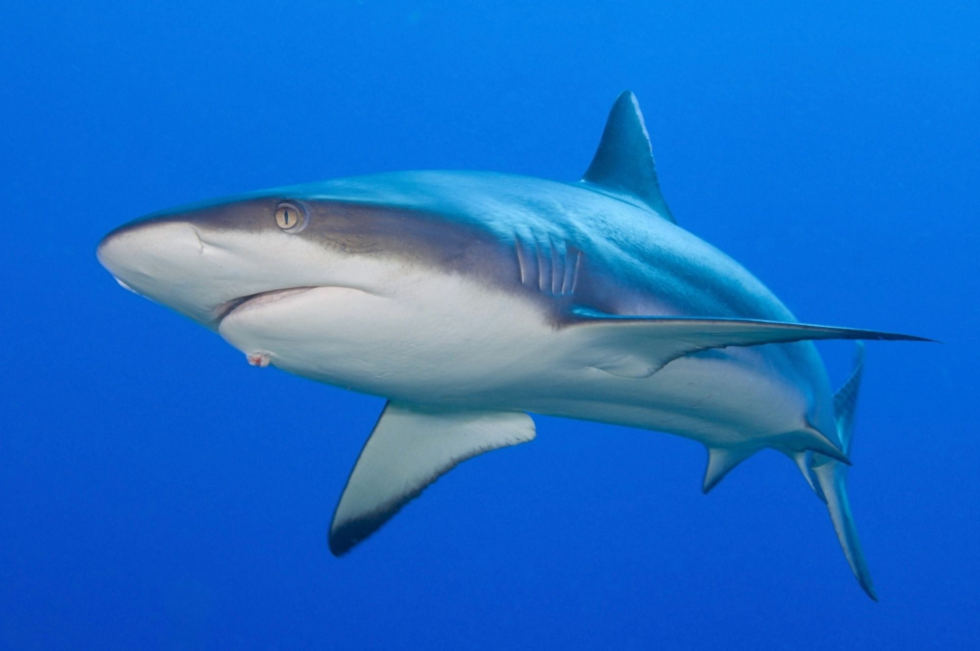 Gray Reef Shark Kimbe Bay Papua New Guinea Canvas Art - Steve JonesStocktrek Images (18 x 12)