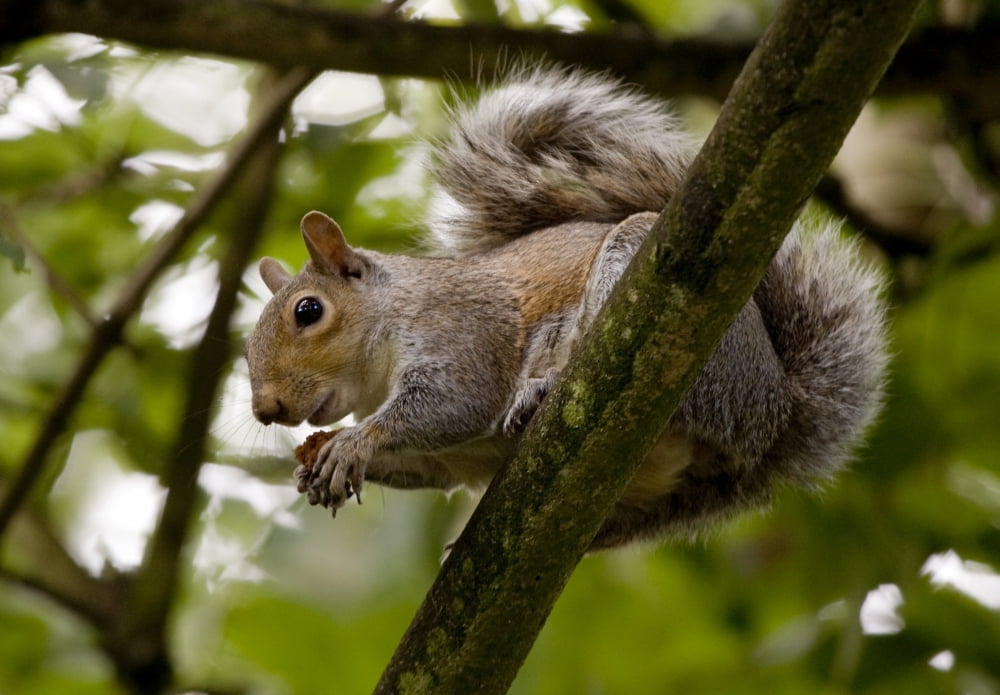 Gray Squirrel On A Tree Branch Canvas Art - John Short Design Pics (17 x 12)
