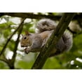 thumbnail image 1 of Gray Squirrel On A Tree Branch Poster Print, 1 of 2