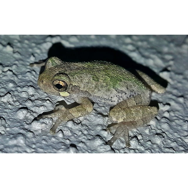 Gray Tree Frog Close Up Frog Croak Amphibian Laminated Poster Print