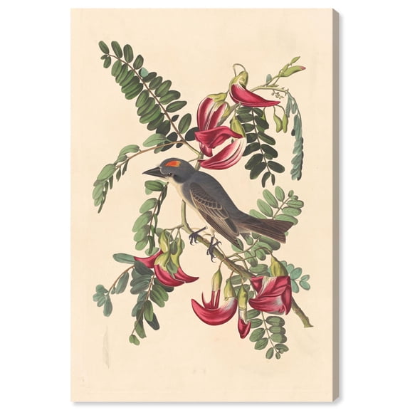 Gray Tyrant Canvas Print Botanical Art by Art Remedy, Gallery Wrapped, 10 x 15