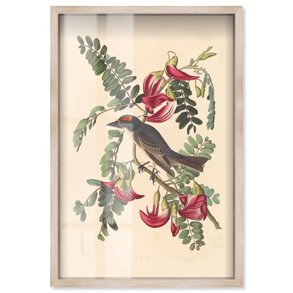 Gray Tyrant Shadowbox Print Botanical Art by Art Remedy, Blonde Frame, 16 x 24
