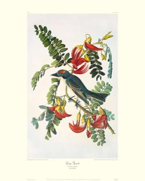 Gray Tyrant (decorative border) Canvas Art - John James Audubon (24 x 30)