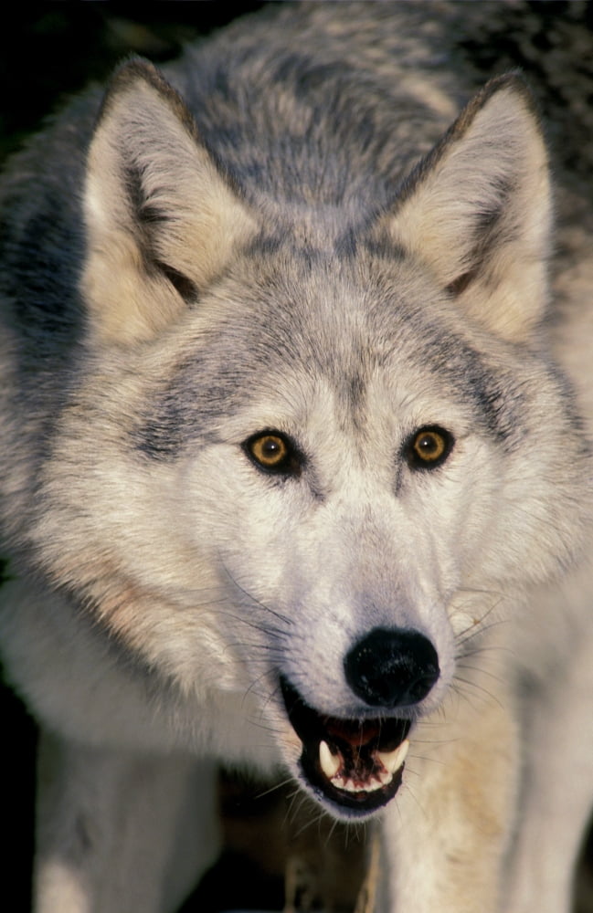 Gray Wolf (Canis Lupus) Minnesota Canvas Art - Thomas Kitchin & Victoria Hurst Design Pics (22 x 36)