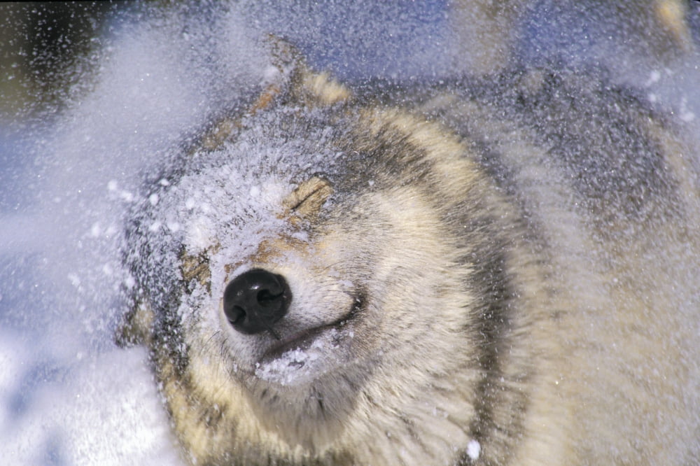 Gray Wolf (Canis Lupus) Shaking Snow Off Face Rocky Mountains Canvas Art - Thomas Kitchin & Victoria Hurst  Design Pics (17 x 11)