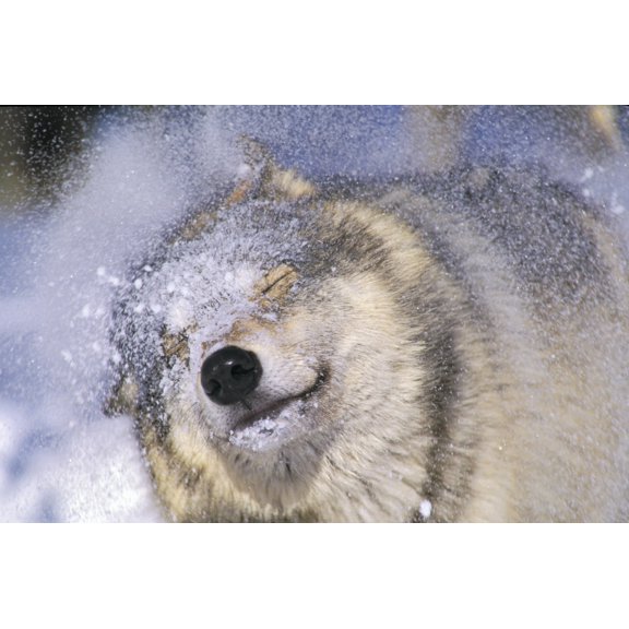 Gray Wolf (Canis Lupus) Shaking Snow Off Face Rocky Mountains Canvas Art - Thomas Kitchin & Victoria Hurst Design Pics (17 x 11)