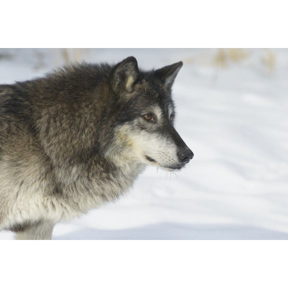 Gray Wolf (Canis lupus) in winter Montana United States of America Canvas Art - Rebecca Grambo Design Pics (19 x 12)