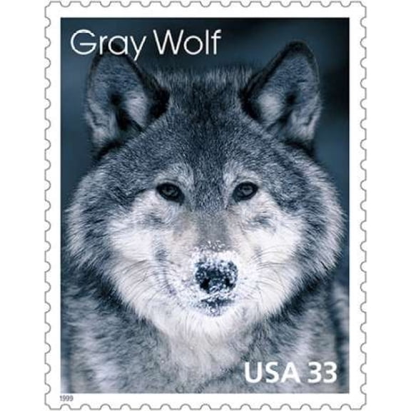 Gray Wolf Canvas Art - US POSTAL SERVICE (24 x 30)