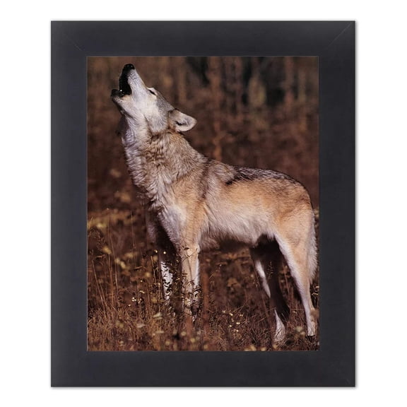 Gray Wolf Howling Standing in Grass Photo Wall Picture Black Framed
