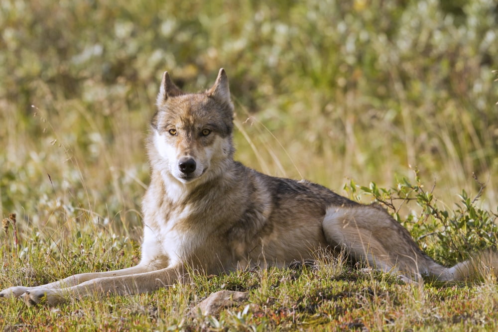 Gray Wolf Laying On Tundra In Denali National Park & Preserve In SummerAlaska Usa Canvas Art - Michael DeYoung Design Pics (17 x 11)