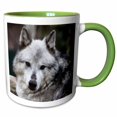 thumbnail image 1 of 3drose, Gray Wolf Looking Straight at You, 11oz Two-tone Green Mug, 1 of 6