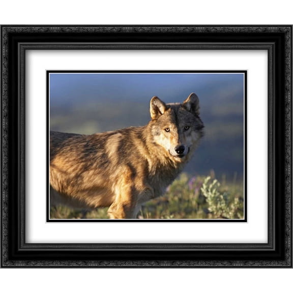 Gray Wolf , North America 2x Matted 24x20 Black Ornate Framed Art Print by Fitzharris, Tim