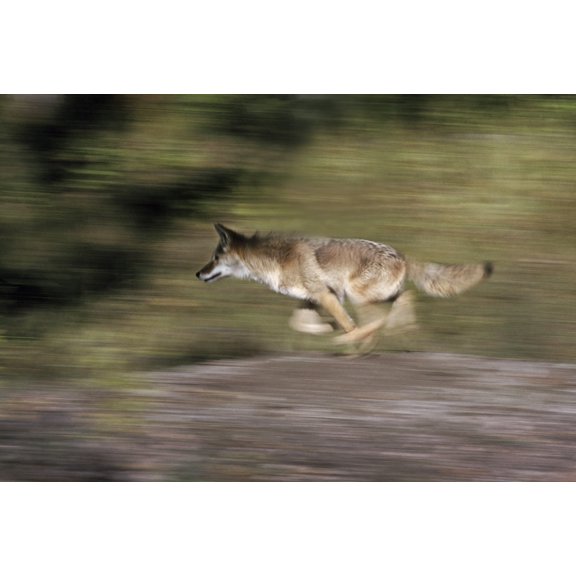 Gray Wolf Running With Blurred Background Usa Poster Print (34 x 22)