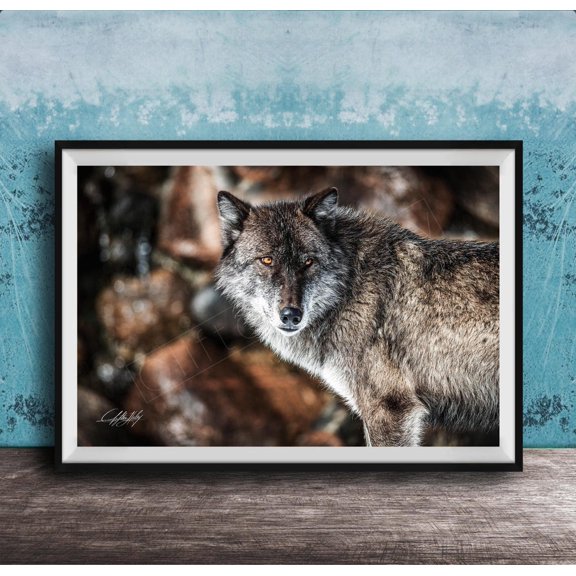 Gray Wolf Wall Art Print For Jackson Hole Nature Decor