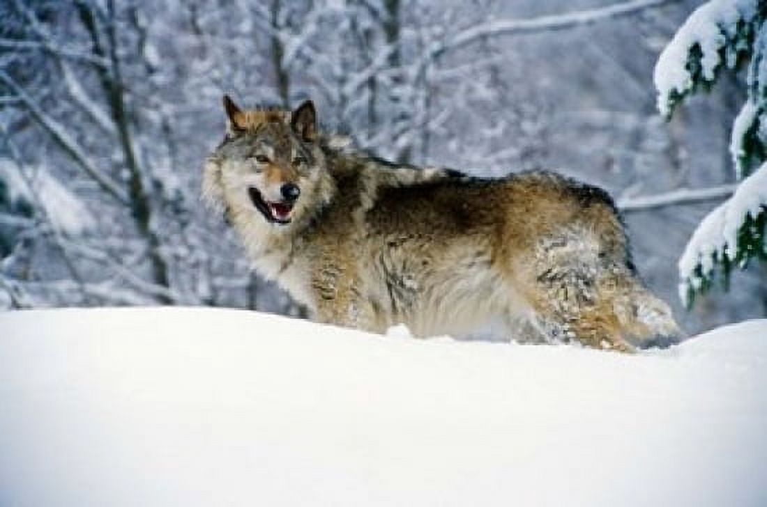 Gray Wolf in Snow Canvas Art - Panoramic Images (19 x 12)