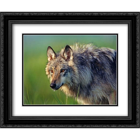 Gray Wolf, native to North America 2x Matted 24x20 Black Ornate Framed Art Print by Fitzharris, Tim