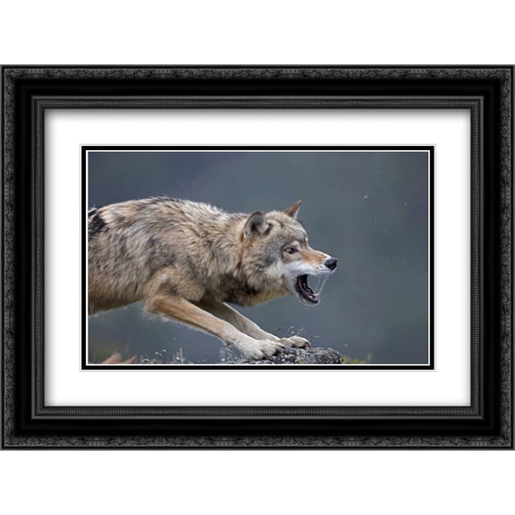 Gray Wolf snarling, North America 2x Matted 24x18 Black Ornate Framed Art Print by Fitzharris, Tim