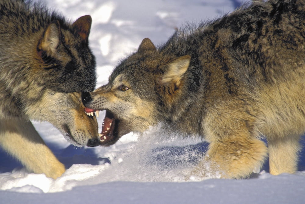 Gray Wolves (Canis Lupus) In Winter Canvas Art - Thomas Kitchin & Victoria Hurst Design Pics (34 x 22)