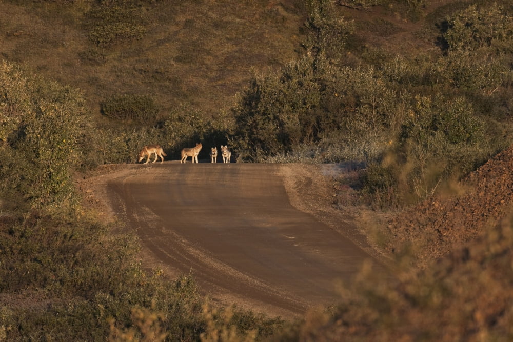 Gray Wolves From The Toklat Pack Along The Park Road In Denali National Park Interior Alaska Summer Canvas Art - Ron Sanford Design Pics (17 x 11)