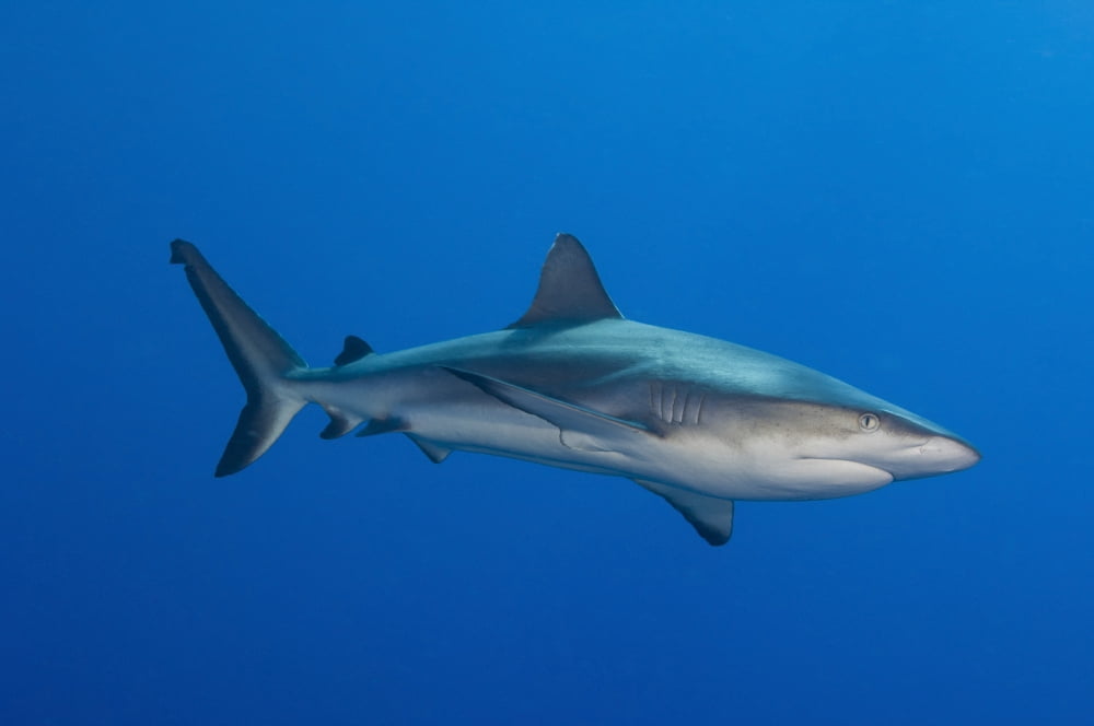 Gray reef shark Kimbe Bay Papua New Guinea Canvas Art - Steve JonesStocktrek Images (18 x 12)