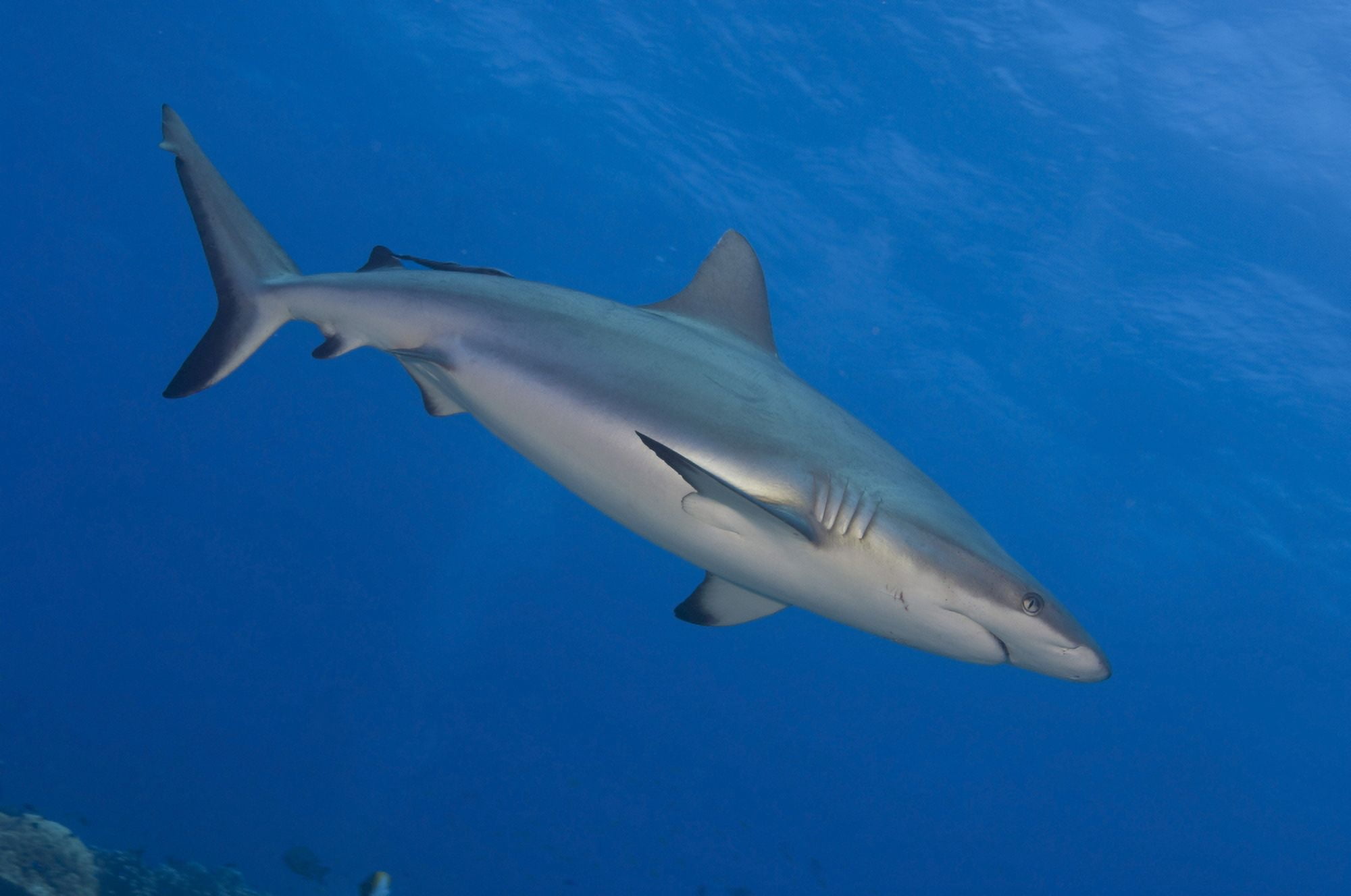 Gray reef shark Papua New Guinea Canvas Art - Steve JonesStocktrek Images (18 x 12)