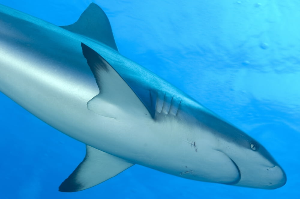 Gray reef shark Papua New Guinea Canvas Art - Steve JonesStocktrek Images (18 x 12)