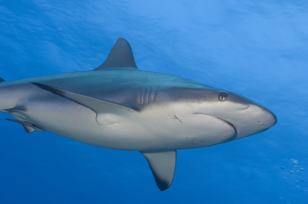 Gray reef shark Papua New Guinea Canvas Art - Steve JonesStocktrek Images (18 x 12)
