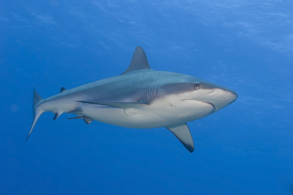 Gray reef shark Papua New Guinea Canvas Art - Steve JonesStocktrek Images (18 x 12)