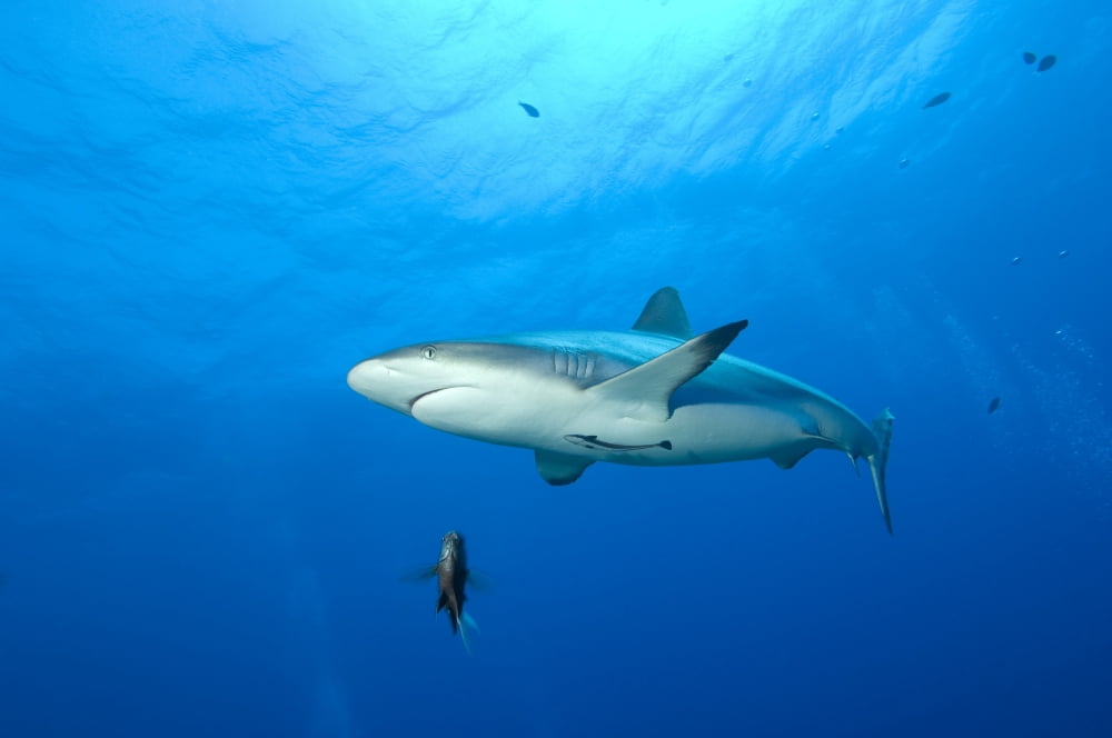 Gray reef shark Papua New Guinea Canvas Art - Steve JonesStocktrek Images (18 x 12)