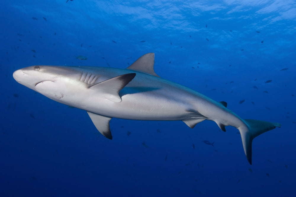 Gray reef shark Papua New Guinea Canvas Art - Steve JonesStocktrek Images (35 x 23)