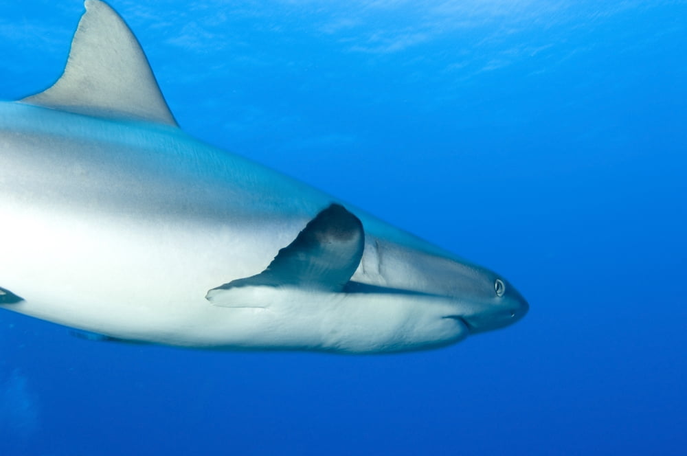 Gray reef shark Papua New Guinea Canvas Art - Steve JonesStocktrek Images (35 x 23)