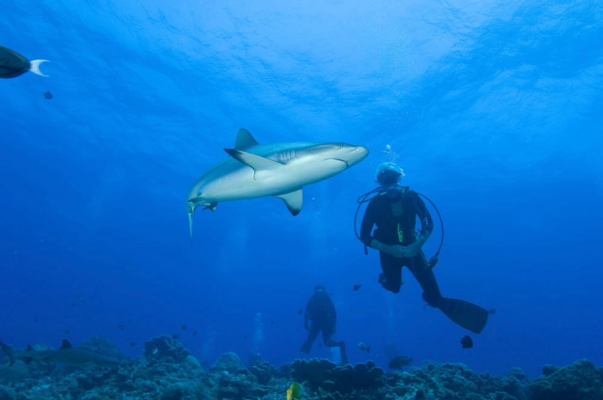 Gray reef shark with divers Papua New Guinea Canvas Art - Steve JonesStocktrek Images (18 x 12)