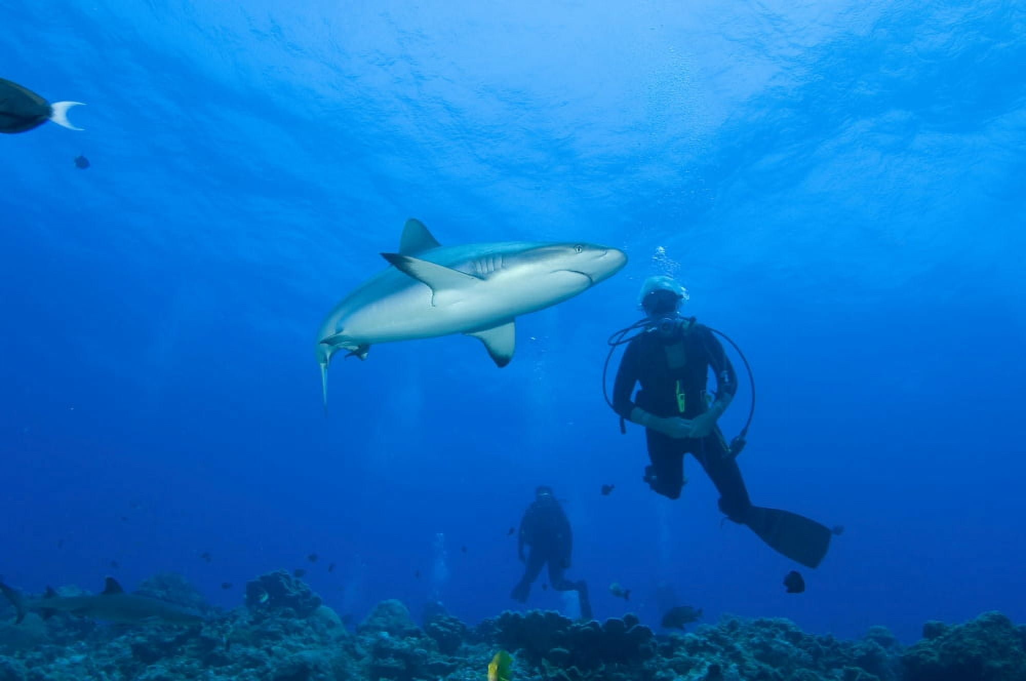 Gray reef shark with divers Papua New Guinea Canvas Art - Steve JonesStocktrek Images (35 x 23)