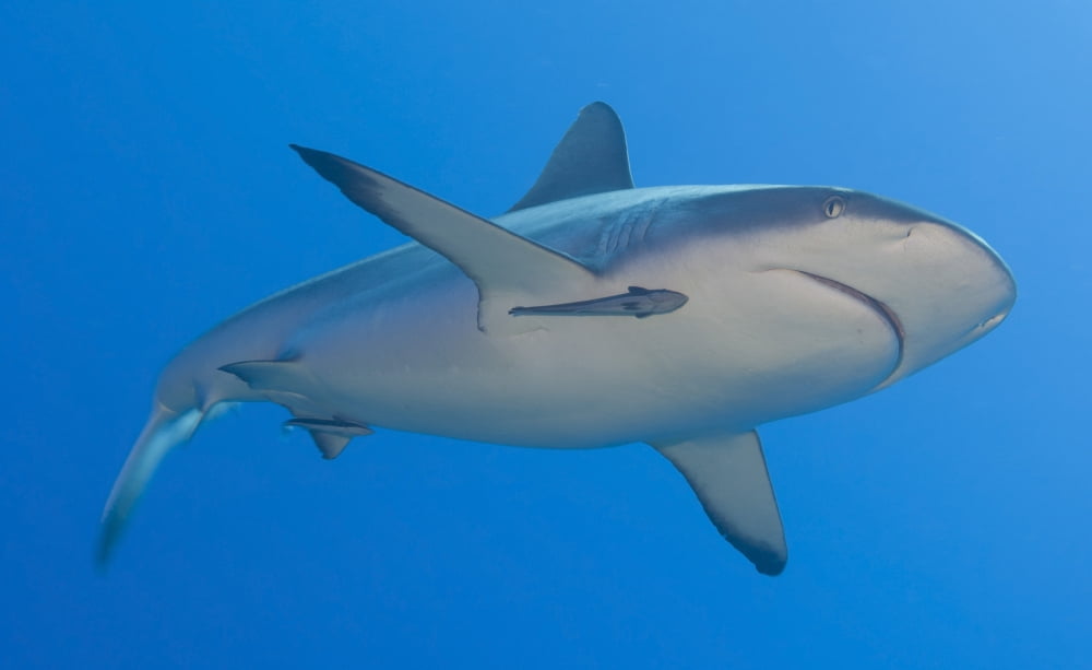 Gray reef shark with remora Papua New Guinea Canvas Art - Steve JonesStocktrek Images (18 x 11)