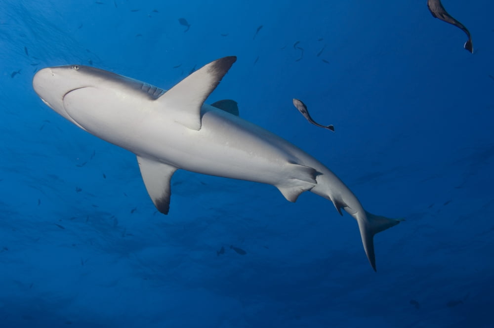 Gray reef shark with remora Papua New Guinea Canvas Art - Steve JonesStocktrek Images (18 x 12)
