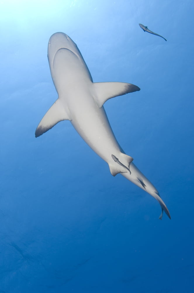 Gray reef shark with remora Papua New Guinea Canvas Art - Steve JonesStocktrek Images (23 x 35)