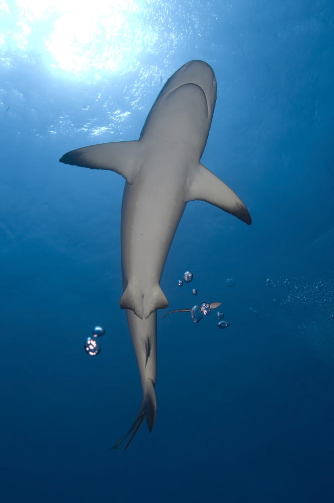 Gray reef shark with remora Papua New Guinea Canvas Art - Steve JonesStocktrek Images (23 x 35)