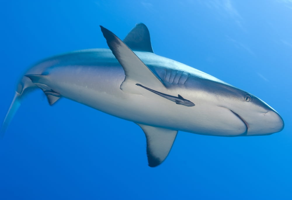 Gray reef shark with remora Papua New Guinea Canvas Art - Steve JonesStocktrek Images (34 x 24)