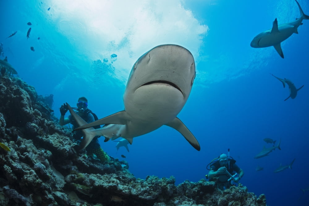 Gray reef sharks (Carcharhinus amblyrhynchos) and divers at a dive site named Vertigo off the island of Yap Yap Micronesia Canvas Art - Dave Fleetham Design Pics (19 x 12)