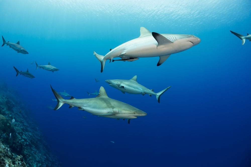 Gray reef sharks (Carcharhinus amblyrhynchos) fill the water column at a dive site named Vertigo off the island of Yap Yap Micronesia Canvas Art - Dave Fleetham Design Pics (38 x 24)