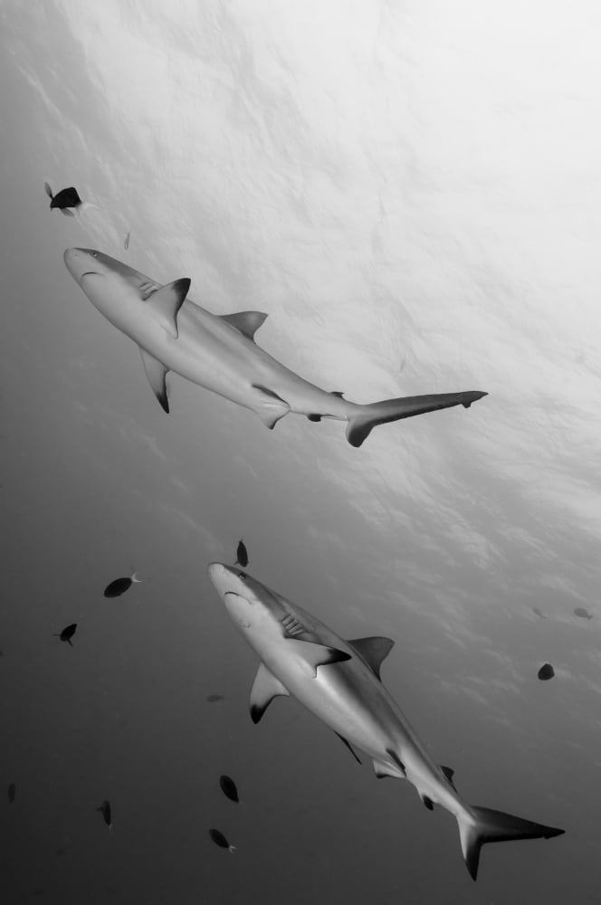 Gray reef sharks Papua New Guinea Canvas Art - Steve JonesStocktrek Images (12 x 18)