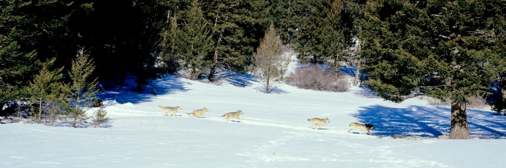 Gray wolves (Canis lupus) running in a forest Bridger-Teton National Forest Wyoming USA Canvas Art - Panoramic Images (12 x 36)